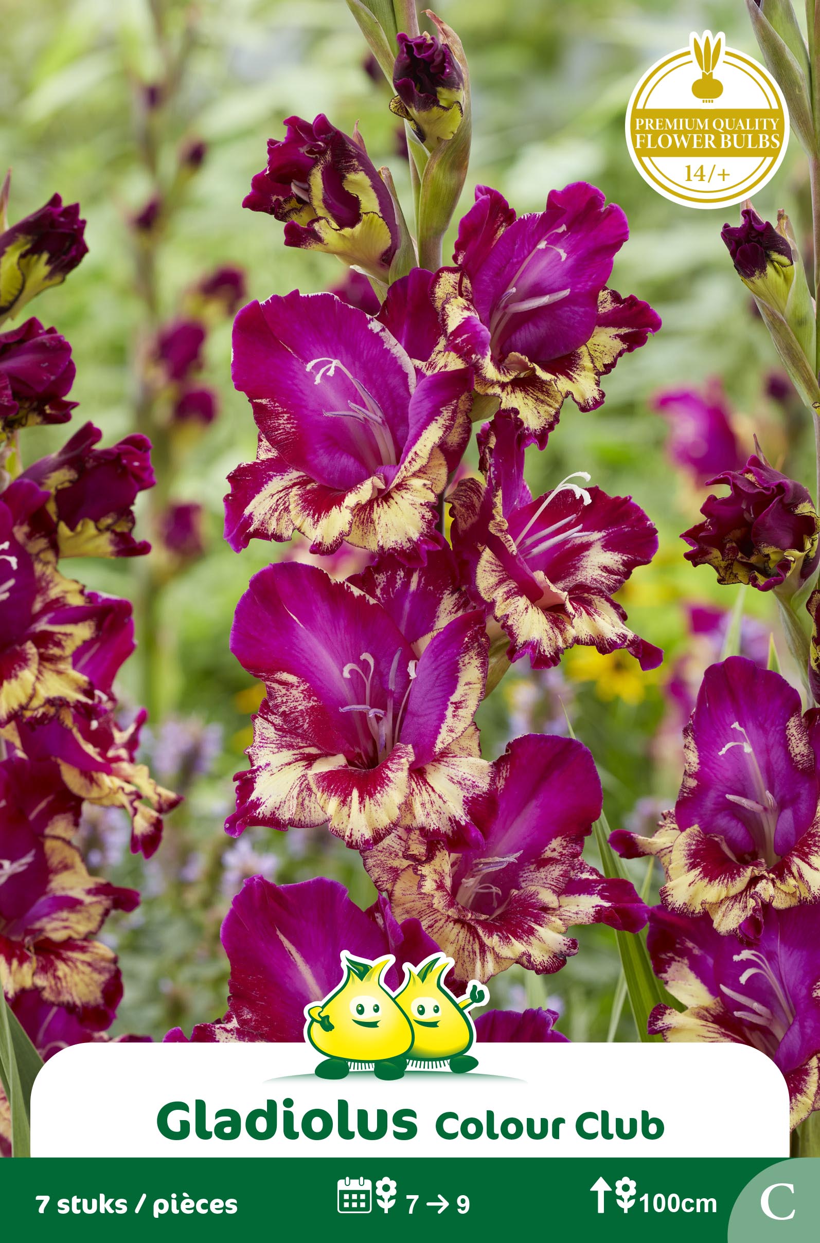 ZAKJES GLADIOLEN COLOUR CLUB