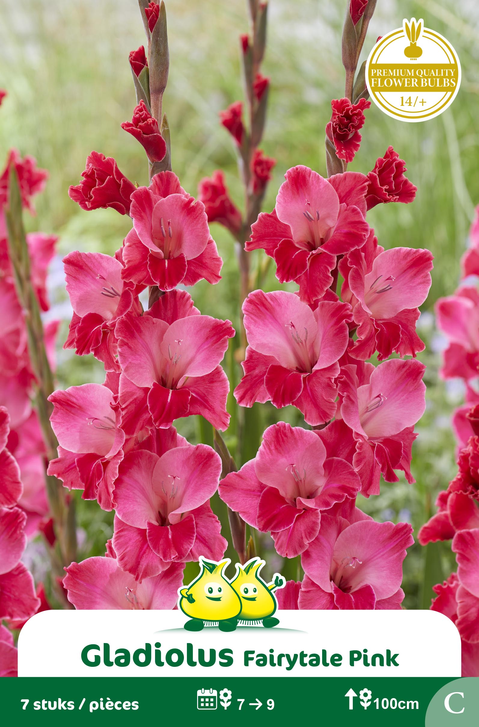 ZAKJES GLADIOLEN FAIRYTALE PINK