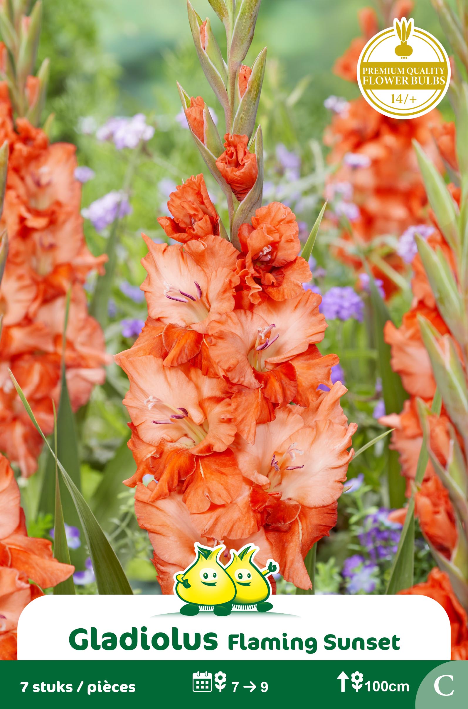 ZAKJES GLADIOLEN FLAMING SUNSET
