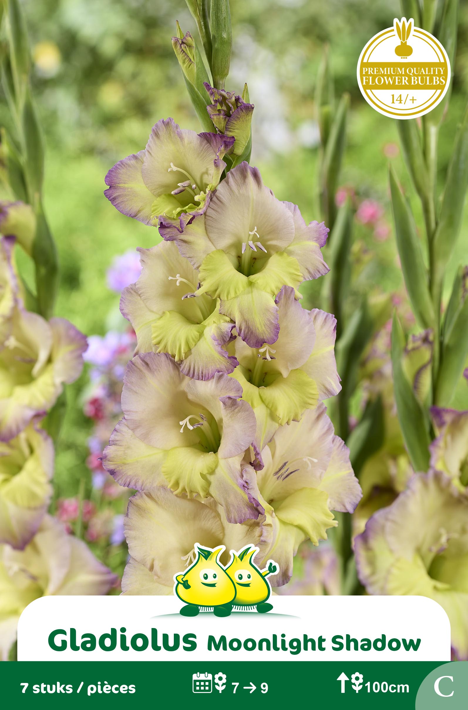ZAKJES GLADIOLEN MOONLIGHT SHADOW