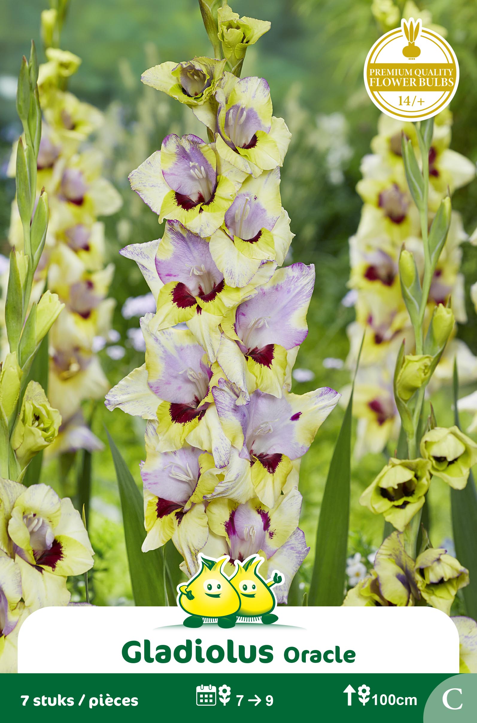 SACHET GLAIEULS ORACLE