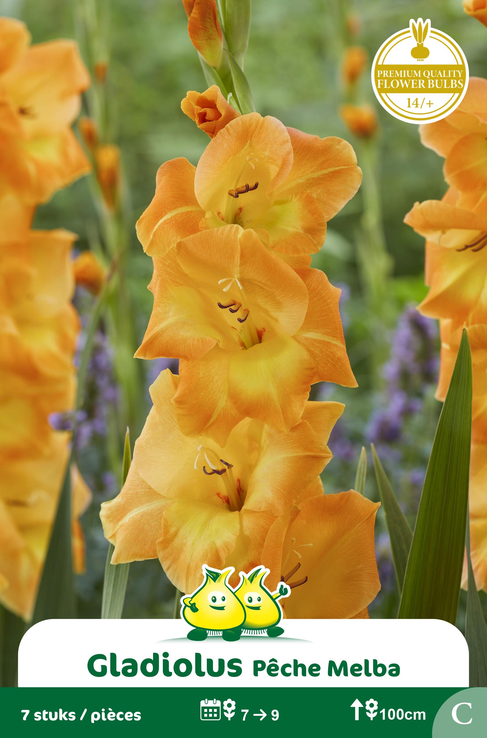 SACHET GLAIEULS PECHE MELBA