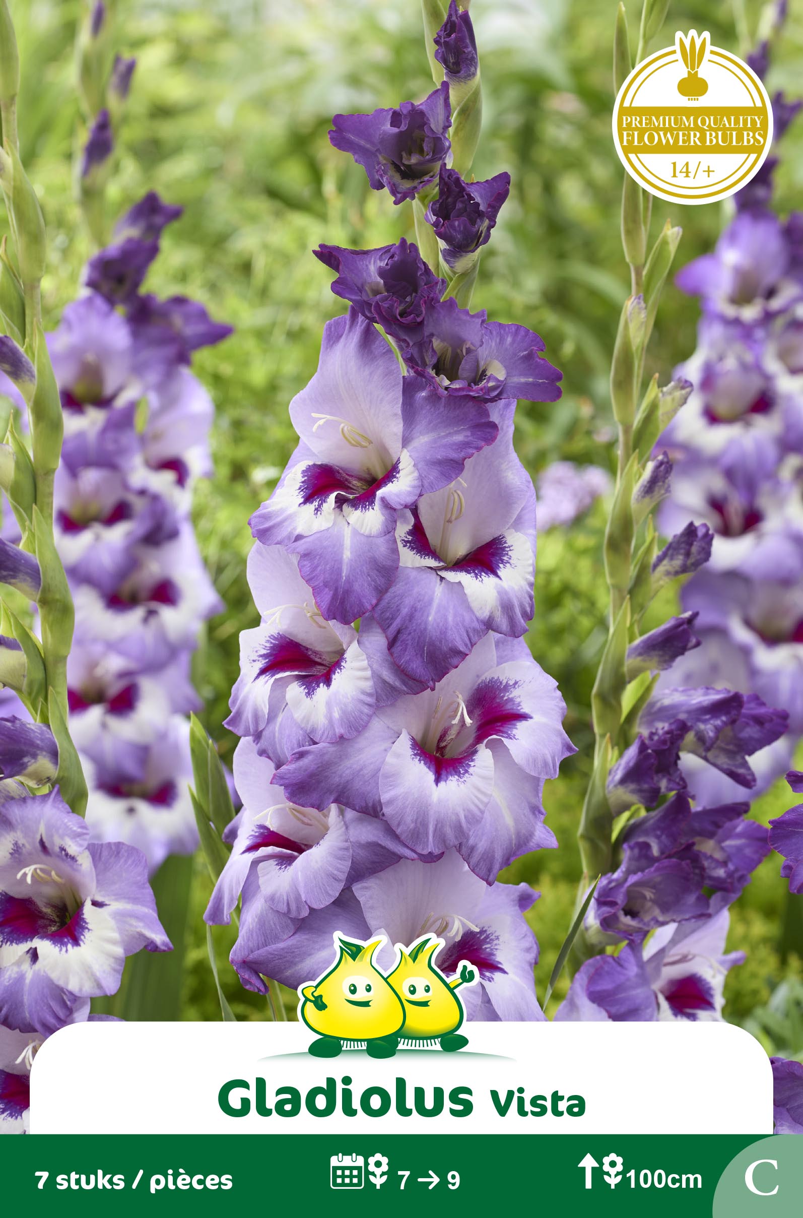 ZAKJES GLADIOLEN VISTA