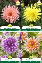 assortiment zakjes Dahlia