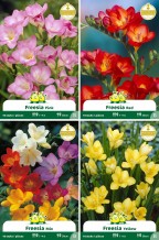 assortiment zakjes Freesia