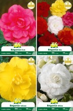 assortiment zakjes Begonia