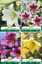 assortiment zakjes Trompet Lelie