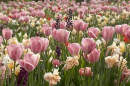 images/productimages/small/8B_VISI81660_web.jpg
