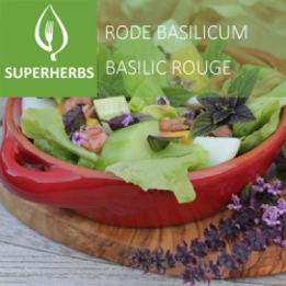 Basilic rouge (tray 6 pot 14)