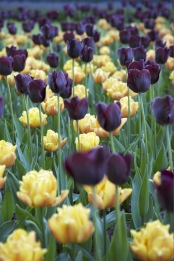 images/productimages/small/9E_JOPE00768_web.jpg