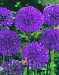 Allium Purple Sensation