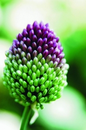 images/productimages/small/N032.jpg