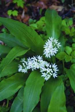 Allium Ursinum