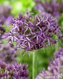 images/productimages/small/N052-Allium-Metallic-Shine-catalogus-BBT-819x1024.jpg