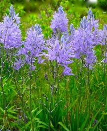 images/productimages/small/N104_CAMASSIA_ZWANENBURG.jpg