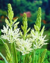 Camassia Leichtlinii alba
