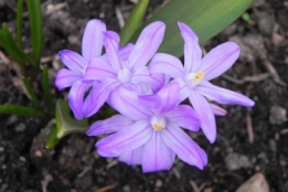 images/productimages/small/N119-Chionodoxa-forbesii-Violet-Beauty-1-nbrcg.jpg