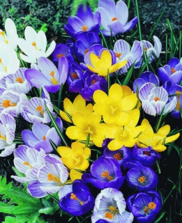 Crocus Vernus Gemengd (per veelvouden van 100 stuks) 