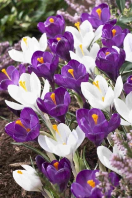 images/productimages/small/N137-CROCUS-BL-WIT-VISI50584.jpg