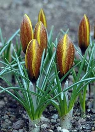 images/productimages/small/N146_crocus_korolkowii.jpg