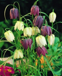 Fritillaria Meleagris