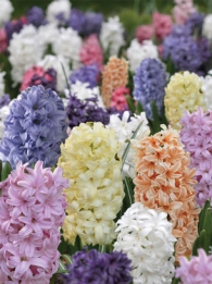 images/productimages/small/N259_hyacinth_pastel_miX.jpg