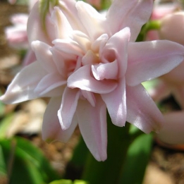images/productimages/small/N270_chestnut-floweR.jpg