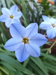 images/productimages/small/N281_IPHION_WISLEY_BLUE.jpg