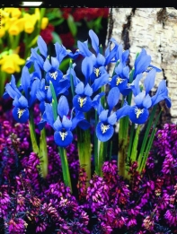 Bot. Iris Reticulata