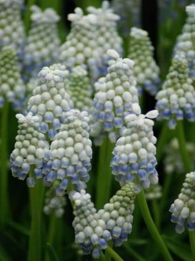 images/productimages/small/N339_Muscari_Pepermint1.jpg