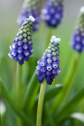 images/productimages/small/N340_MUSCARI_TOUCH_OF_SNOW.jpg