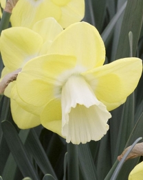 images/productimages/small/N354_narcissus-avalon.jpg