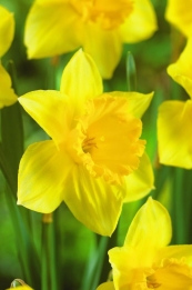 Narcis Carlton