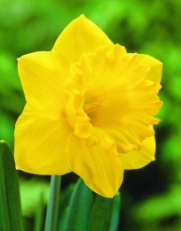 Narcis Dutch Master