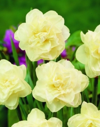 Narcis Obdam