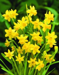 Narcis Tête à Tête