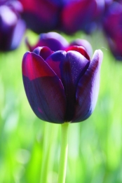 Tulpen Queen of the Night