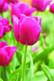 Tulpen Negrita