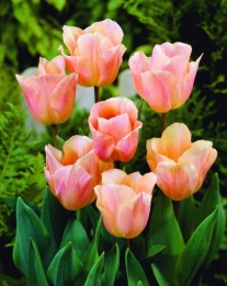 Tulp Abricot Beauty