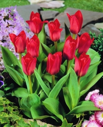 Tulp Showwinner
