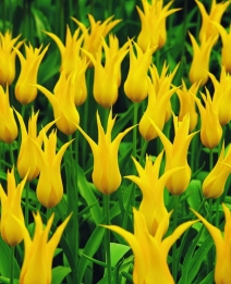 Tulp West Point