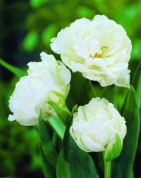 Tulp Mount Tacoma
