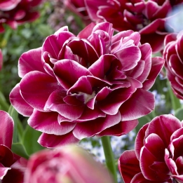 Tulp Dream Touch