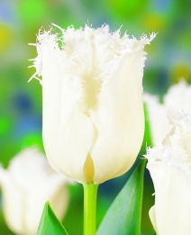 Tulp Daytona