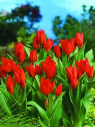 Tulp Praestans Fusilier