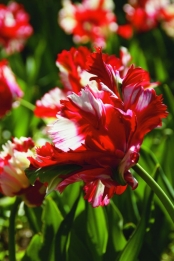 Tulp Estella Rijnveld