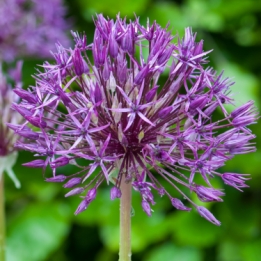 images/productimages/small/N910-allium-purple-rain.jpg