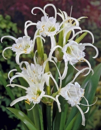 Ismene Festallis (Hymenocallis)