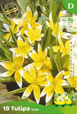 SACHET TULIPES TARDA D