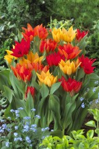 images/productimages/small/m1275.jpg